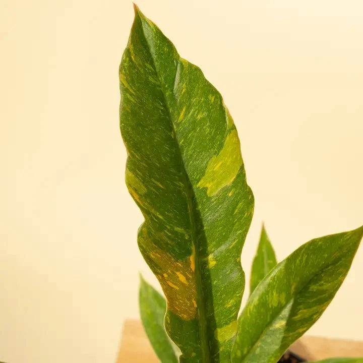 Philodendron Erubescens ‘Ring Of Fire' - Image 7