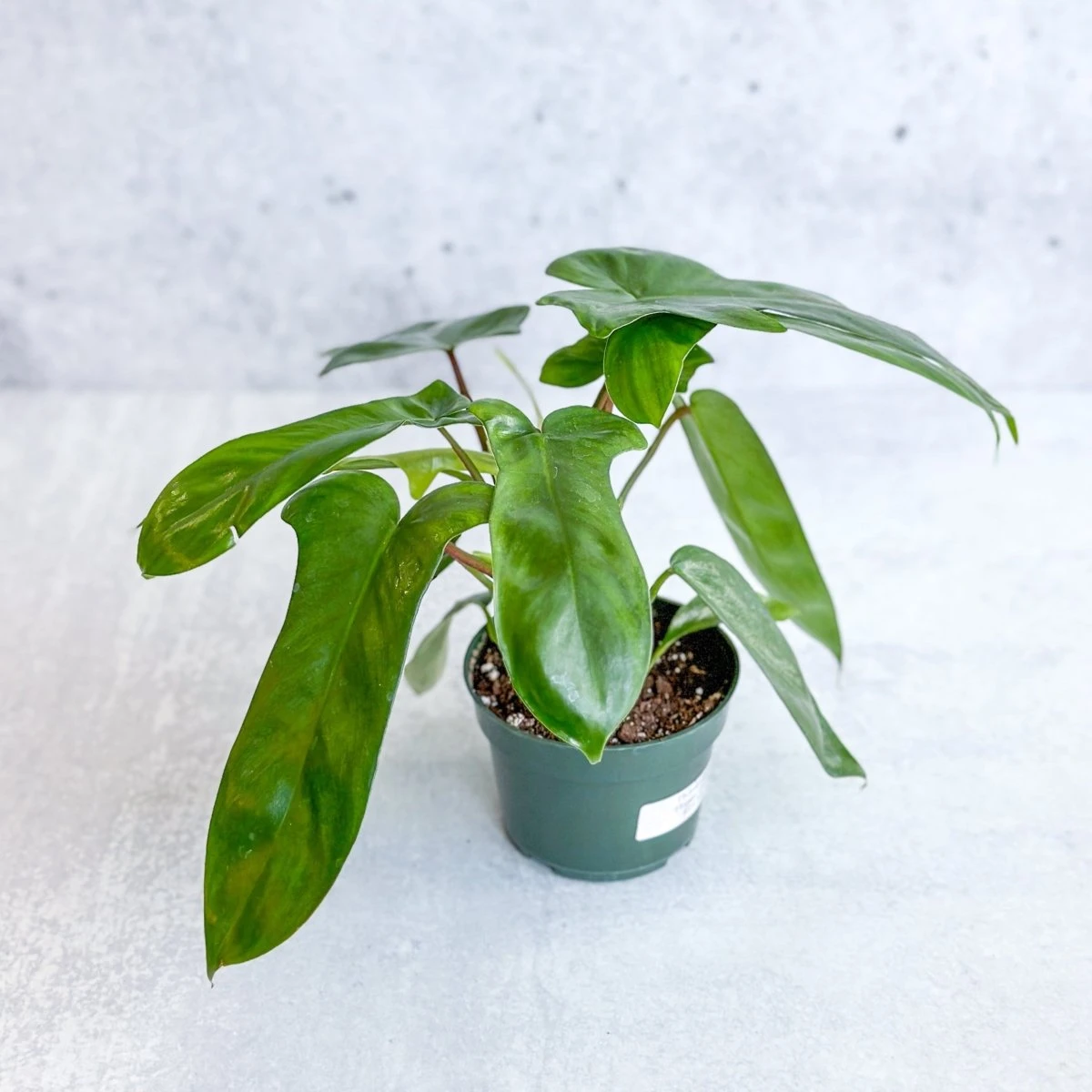 Philodendron ‘Florida Green’ -4 Inch - Image 3
