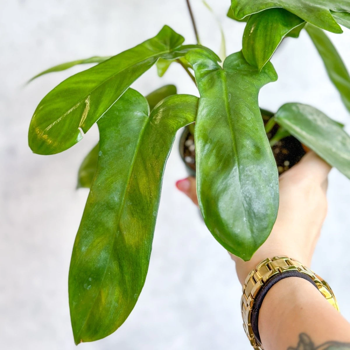 Philodendron ‘Florida Green’ -4 Inch - Image 4