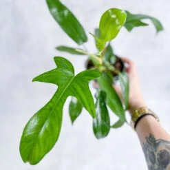 Philodendron ‘Florida Green’ -4 Inch