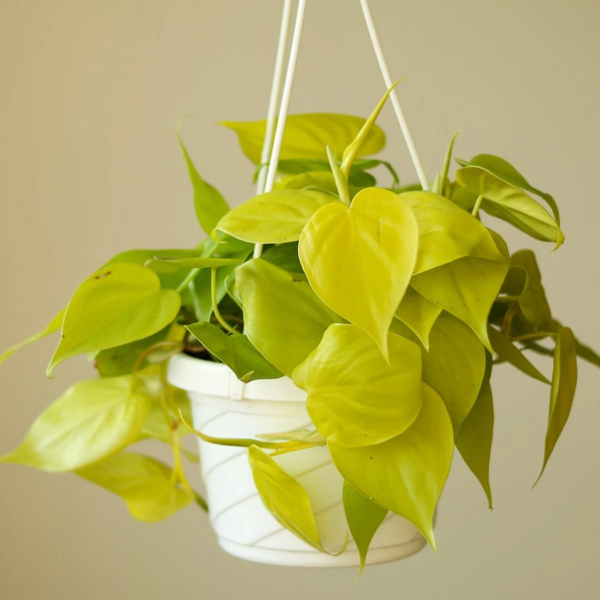 Philodendron Hederaceum 'Lemon Lime' Hanging Basket - Image 4