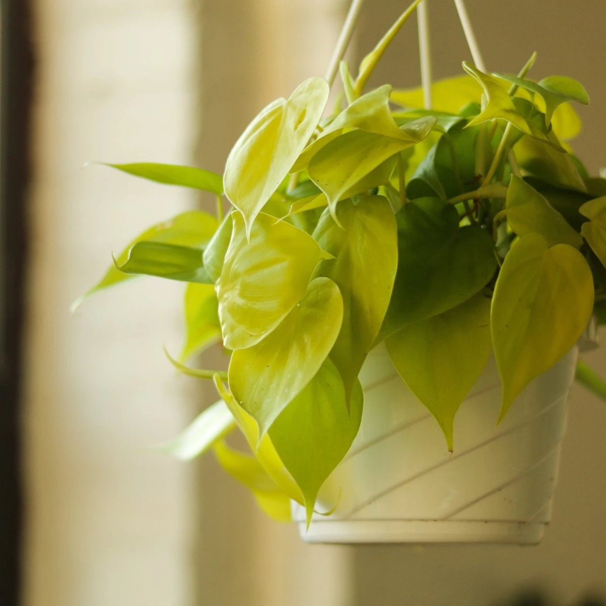 Philodendron Hederaceum 'Lemon Lime' Hanging Basket - Image 3