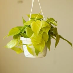 Philodendron Hederaceum 'Lemon Lime' Hanging Basket