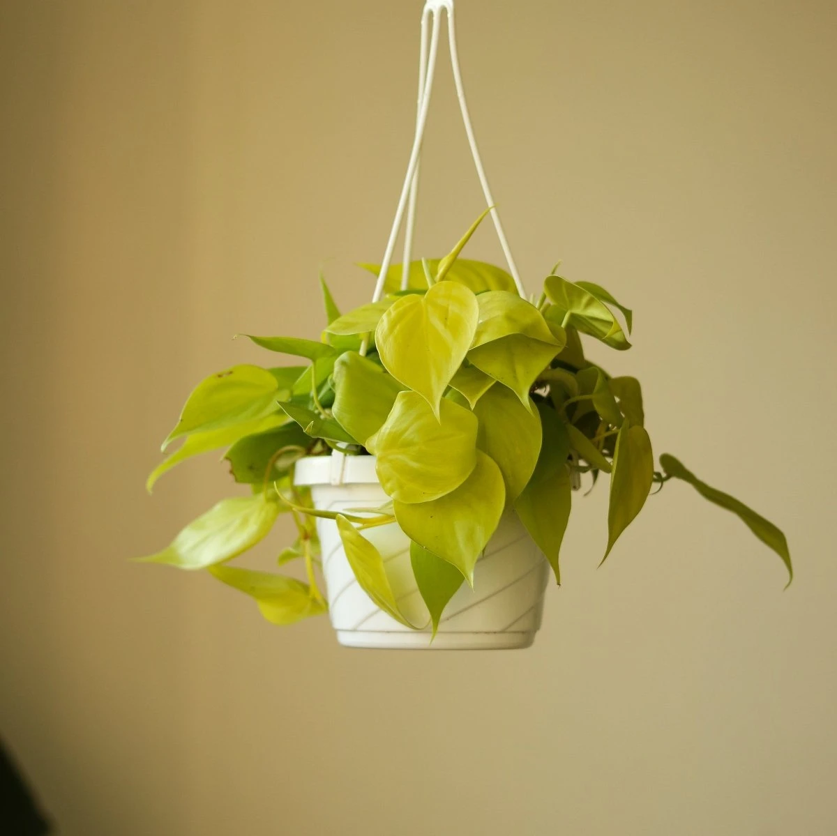 Philodendron Hederaceum 'Lemon Lime' Hanging Basket - Image 2