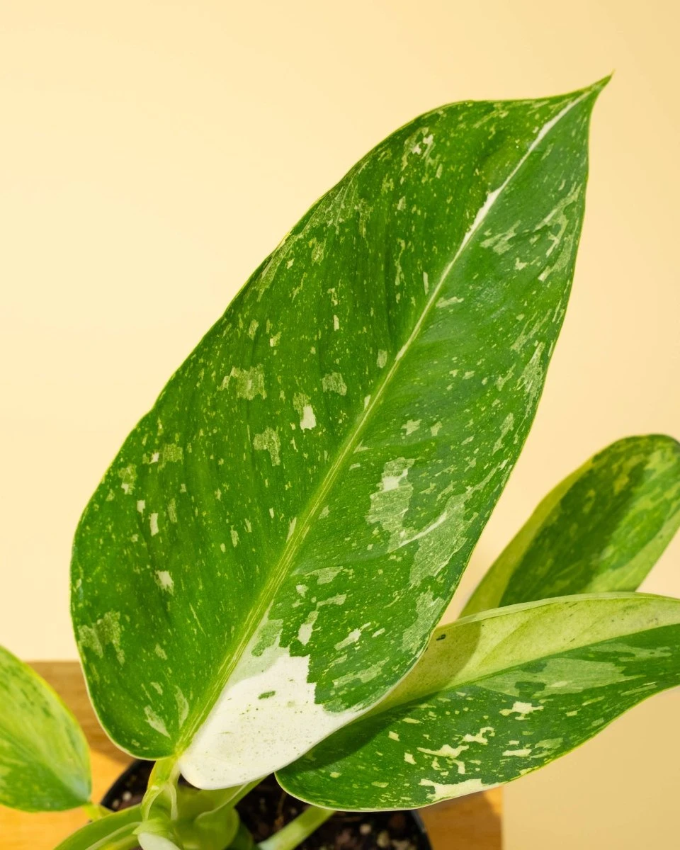 Philodendron ‘José Buono Fiesta’ — Bold Variegated Collector Aroid - Image 9