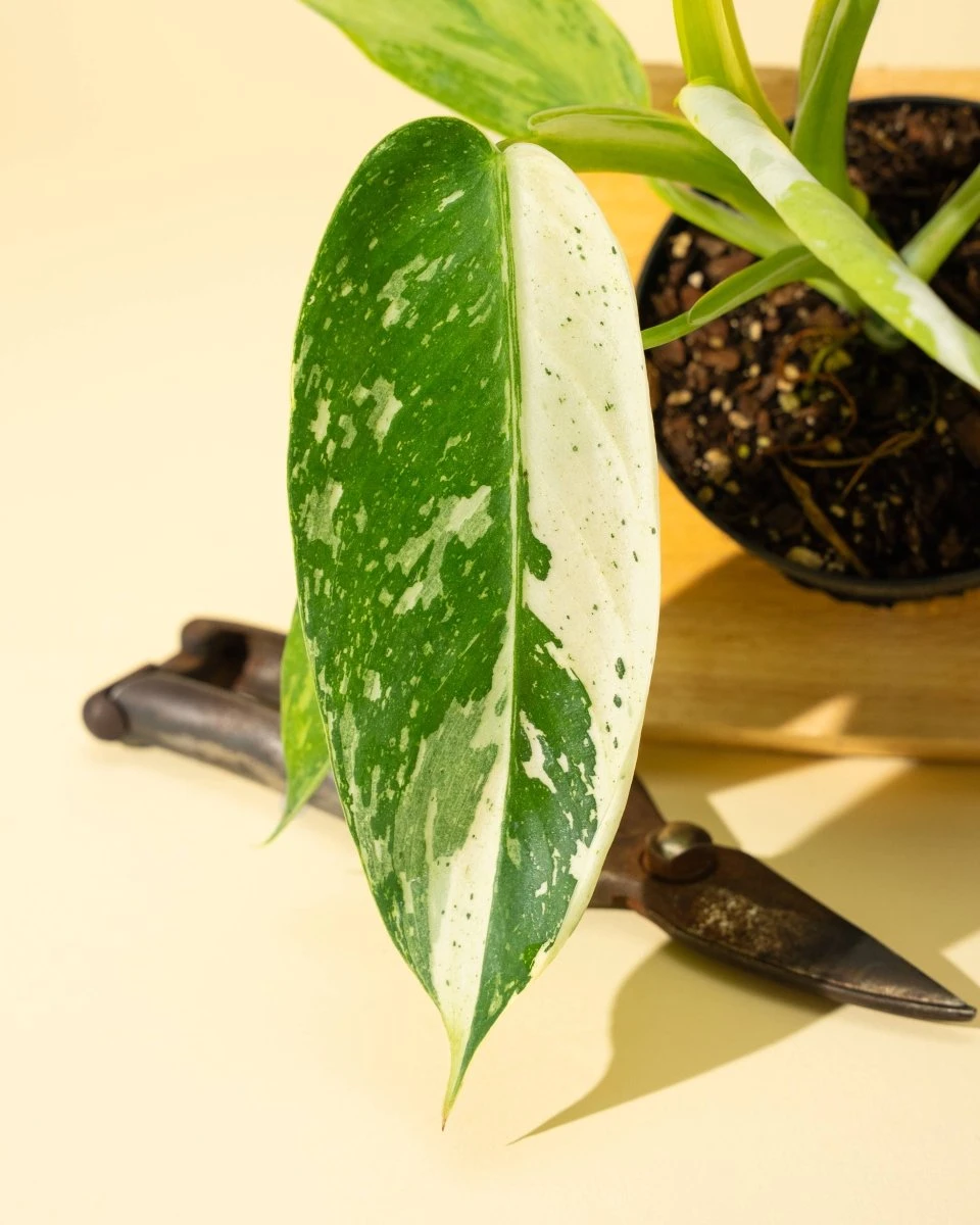 Philodendron ‘José Buono Fiesta’ — Bold Variegated Collector Aroid - Image 8