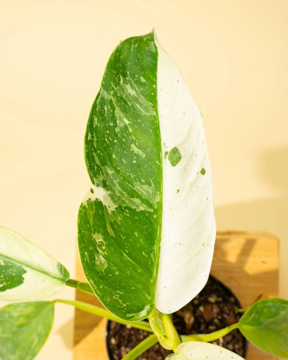Philodendron ‘José Buono Fiesta’ — Bold Variegated Collector Aroid - Image 10