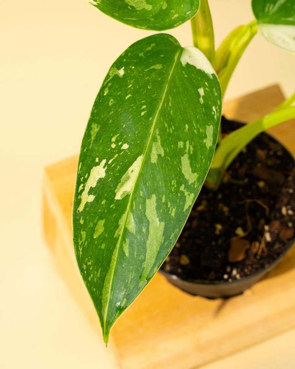 Philodendron ‘José Buono Fiesta’ — Bold Variegated Collector Aroid - Image 7
