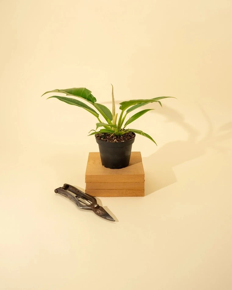 Philodendron 'Jungle Boogie' - Image 5