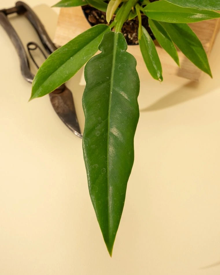 Philodendron 'Jungle Boogie' - Image 3