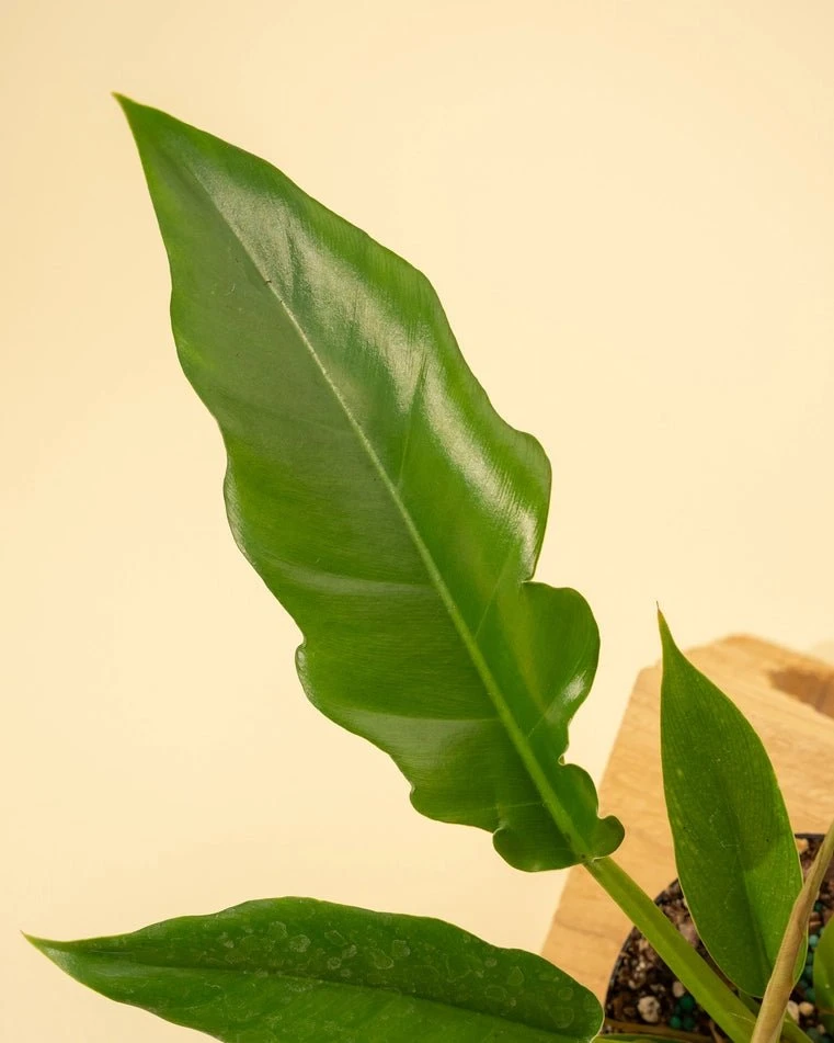 Philodendron 'Jungle Boogie' - Image 4