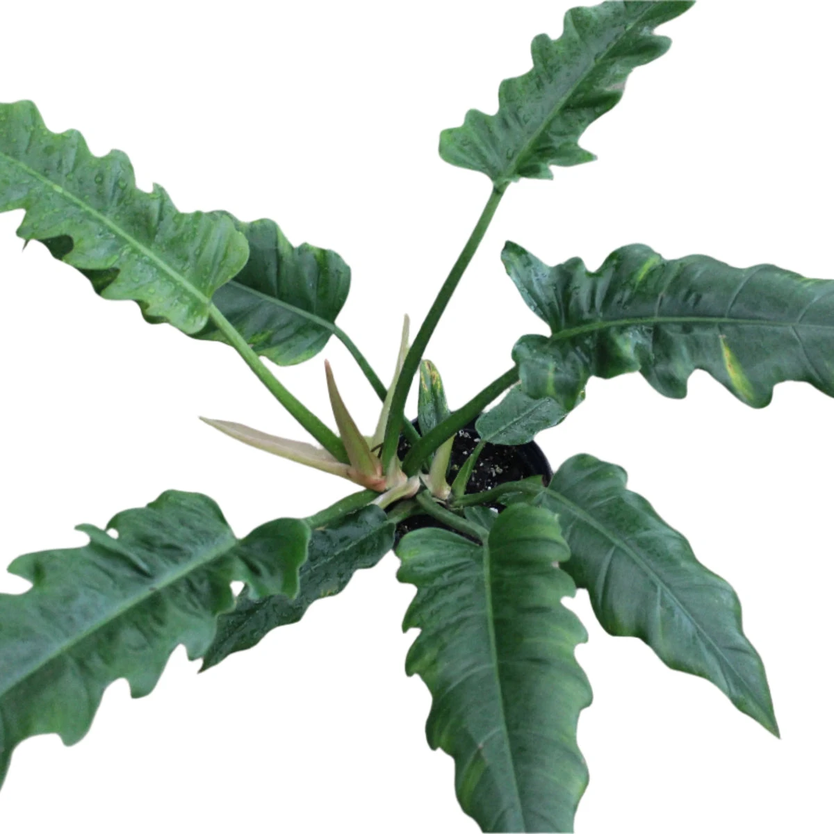 Philodendron 'Jungle Boogie' - Image 6