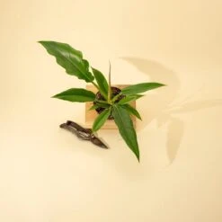 Philodendron 'Jungle Boogie'