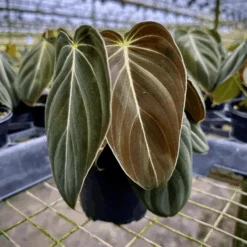 Philodendron Melanochrysum – Black Gold Philodendron | Rare Aroid