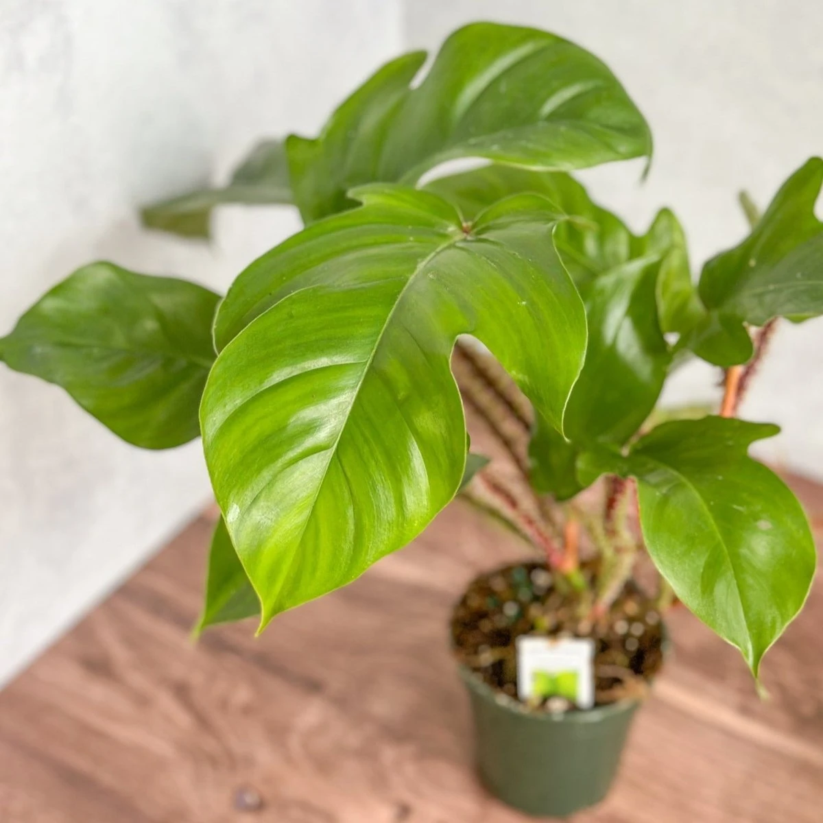 Philodendron Squamiferum - Red Bristle Philodendron -4 Inch - Image 3
