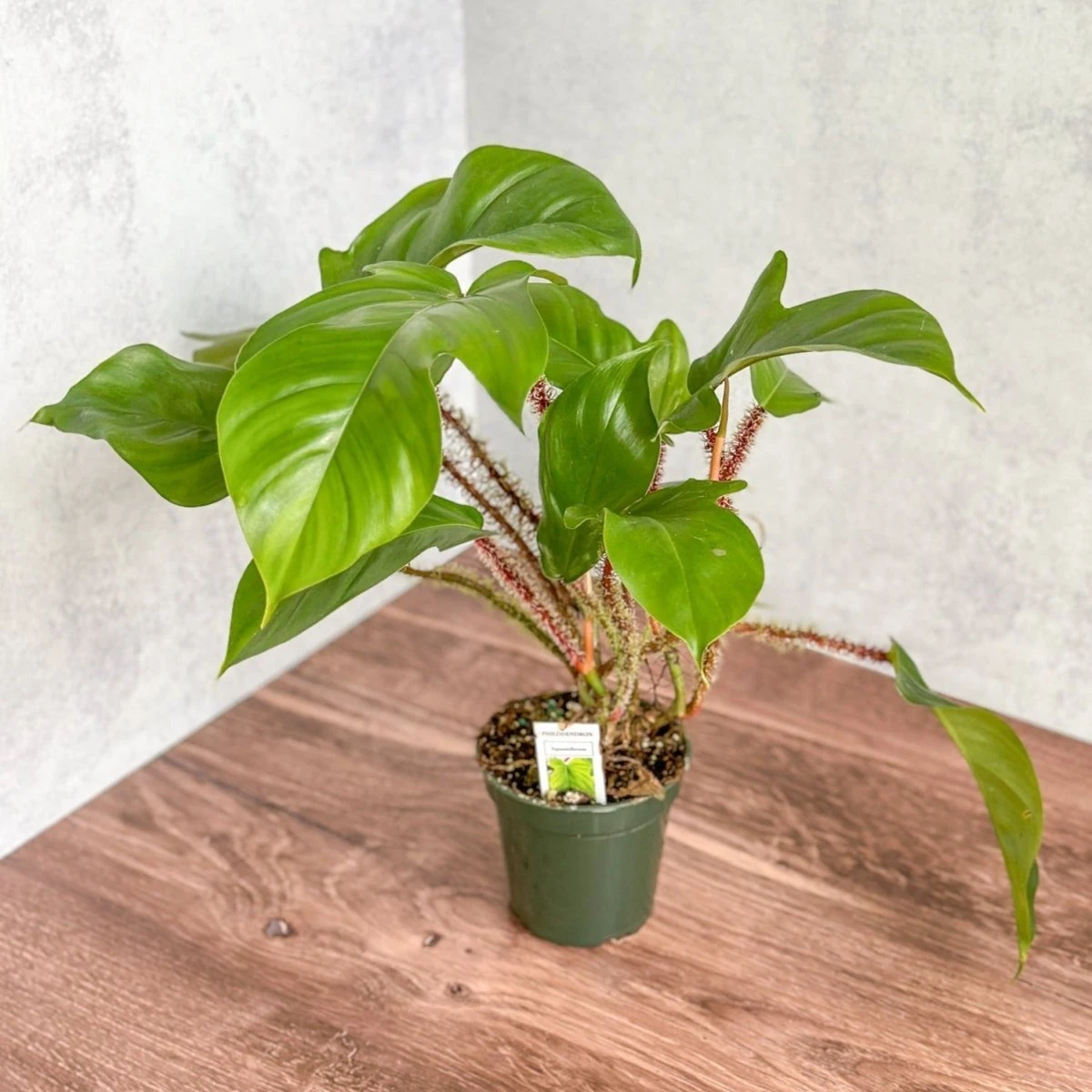 Philodendron Squamiferum - Red Bristle Philodendron -4 Inch - Image 2