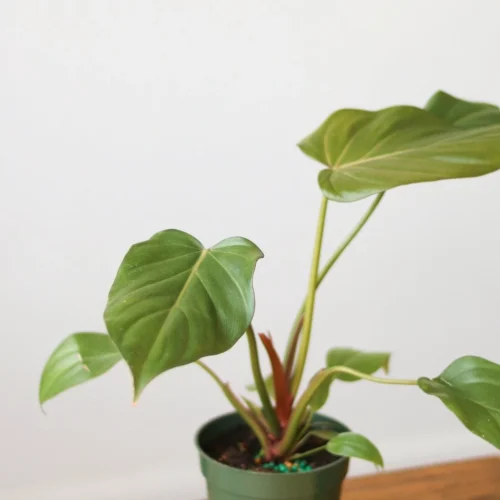 Philodendron 'Summer Glory' -Various Sizes