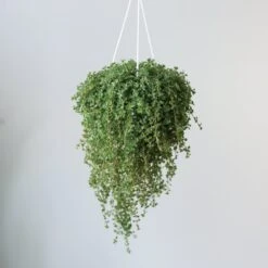 Pilea Depressa 'Baby Tears' - 4.5 Inch Hanging Basket