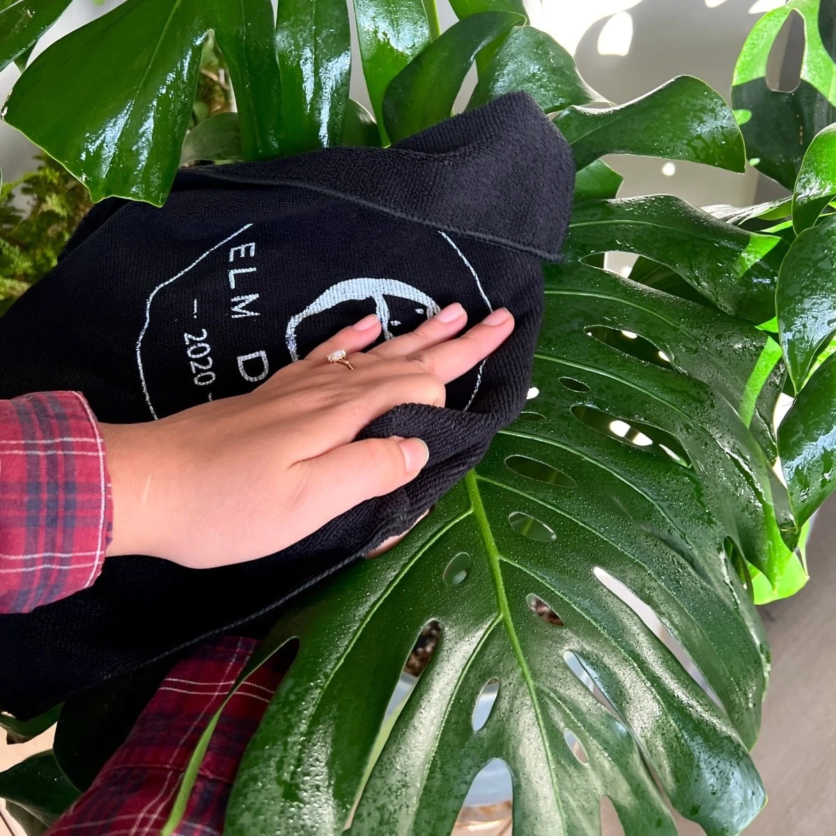 Plant Perfection - Leaf Shine For Houseplants - Image 3