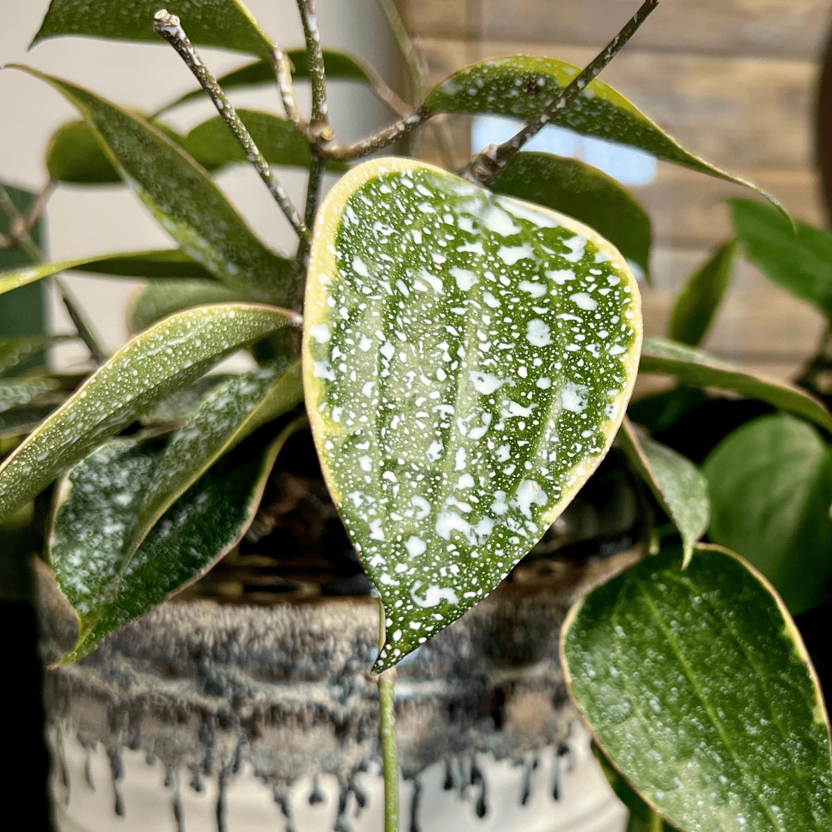Plant Perfection - Leaf Shine For Houseplants - Image 4