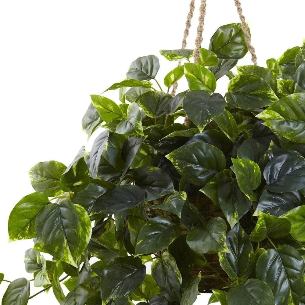 36-in Pothos Hanging Basket UV Resistant - Indoor/Outdoor (36″H × 30″W) - Image 4
