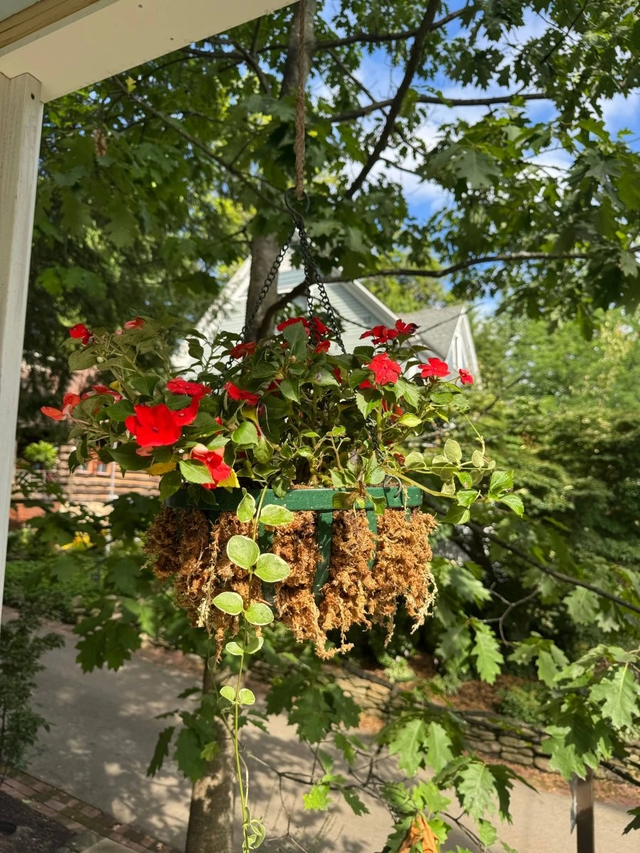 Premium Long Fiber Sphagnum Moss – Orchid & Kokedama Substrate (150g) - Image 3