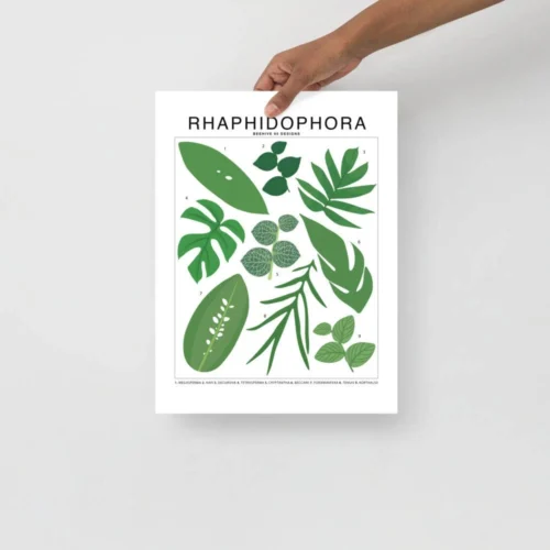 Rhaphidophora Species ID Chart - Botanical Plant Art Print