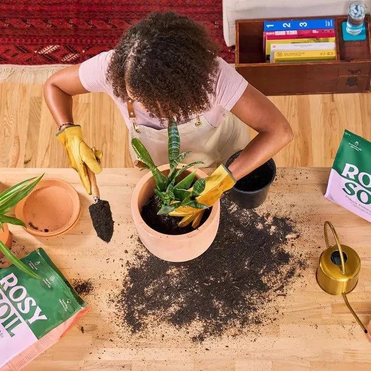 Rosy Soil Organic Indoor Potting Mix- Houseplant 8qt. - Image 5