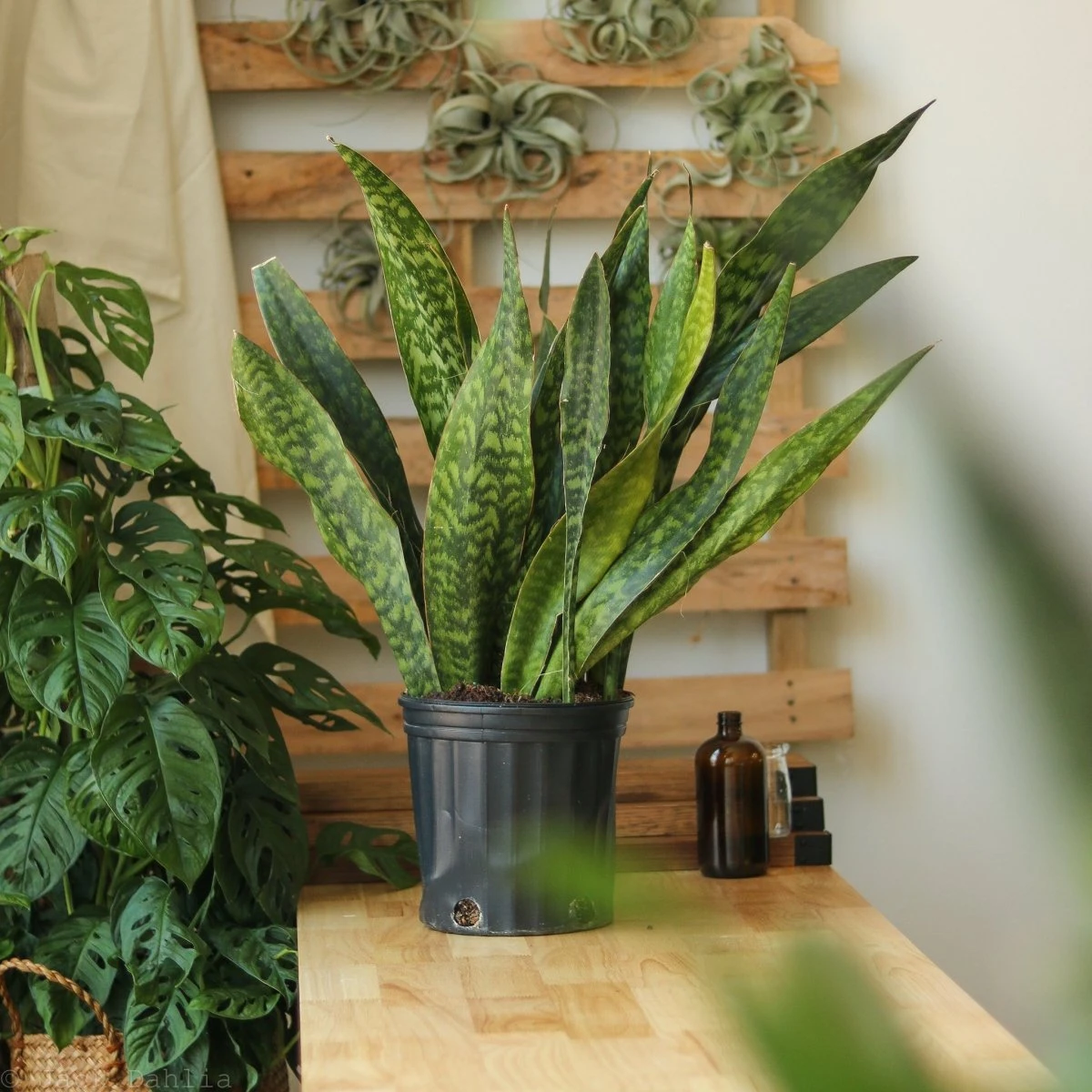 Sansevieria Jaboa - Jaboa Snake Plant - 10 Inch Floor Plant - Image 5