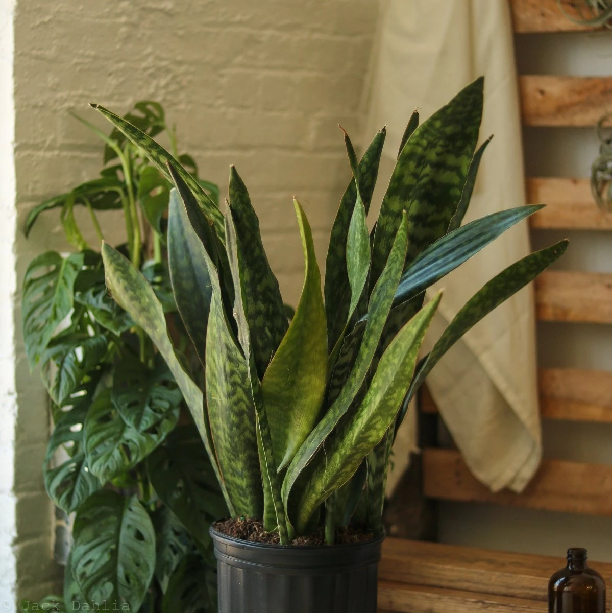 Sansevieria Jaboa - Jaboa Snake Plant - 10 Inch Floor Plant - Image 8