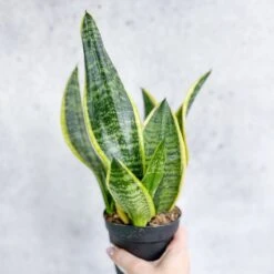 Sansevieria Laurentii 'Robusta' - Yellow Variegated Snake Plant