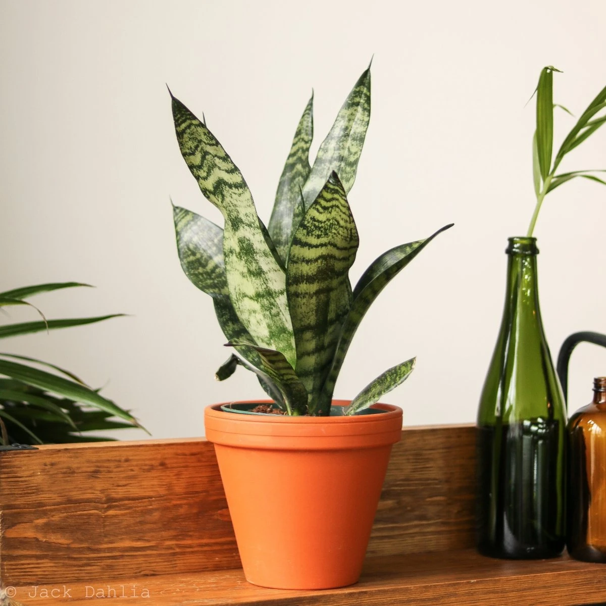 Sansevieria Trifasciata ‘Black Coral Snake Plant' - Various Sizes - Image 12
