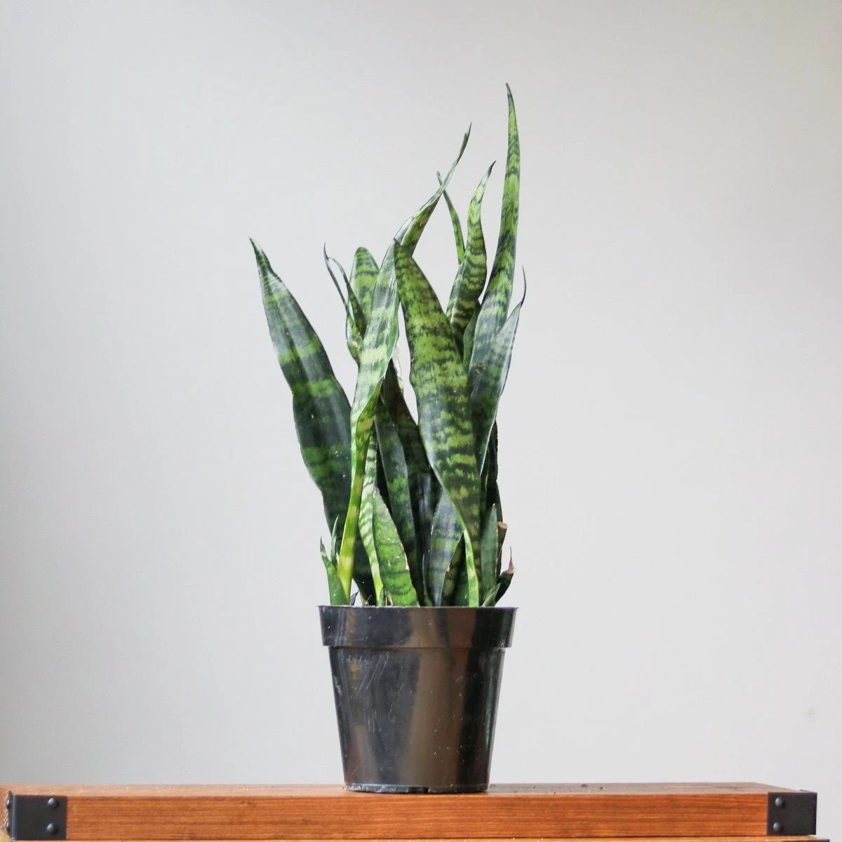 Sansevieria Trifasciata ‘Black Coral Snake Plant' - Various Sizes - Image 2