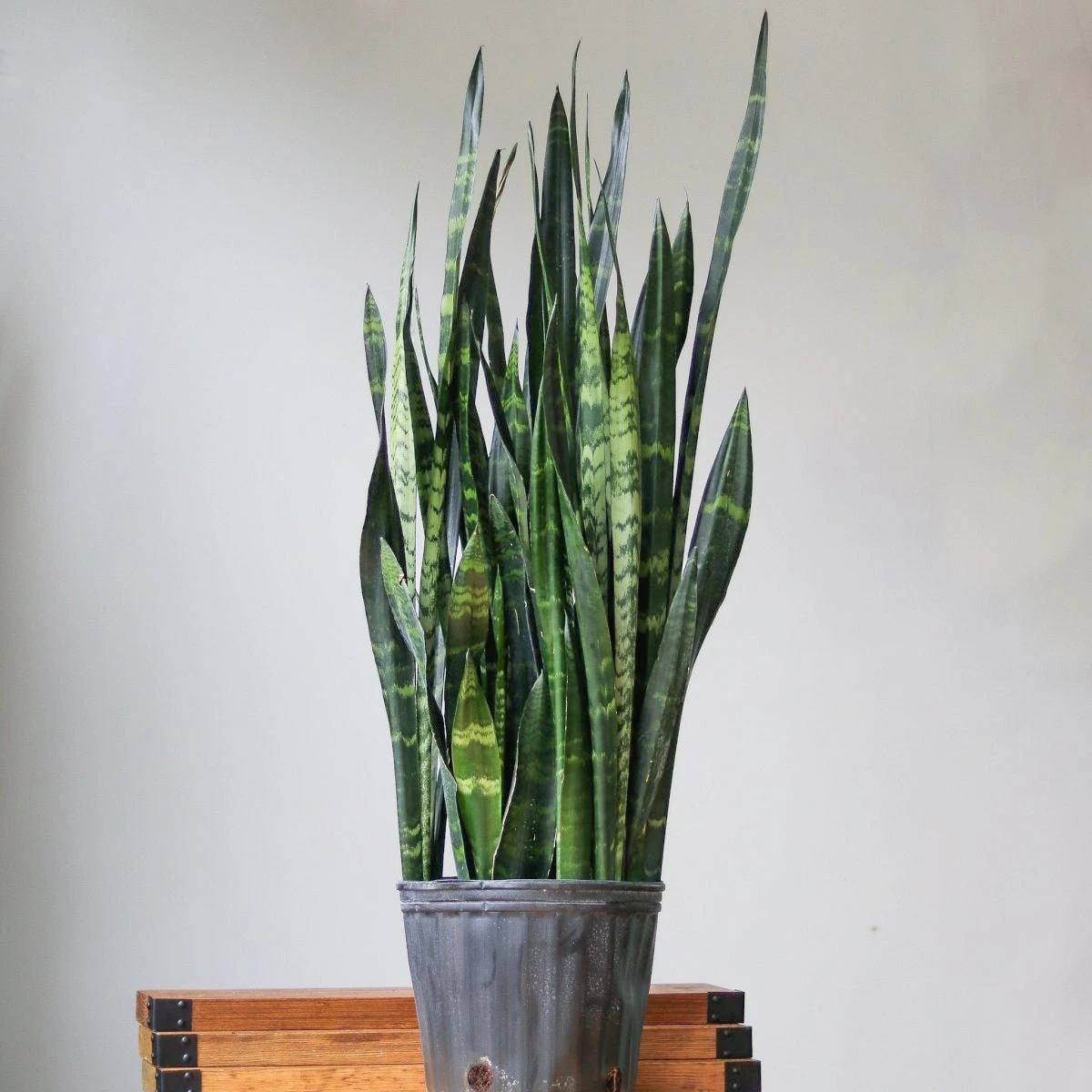 Sansevieria Trifasciata ‘Black Coral Snake Plant' - Various Sizes - Image 4