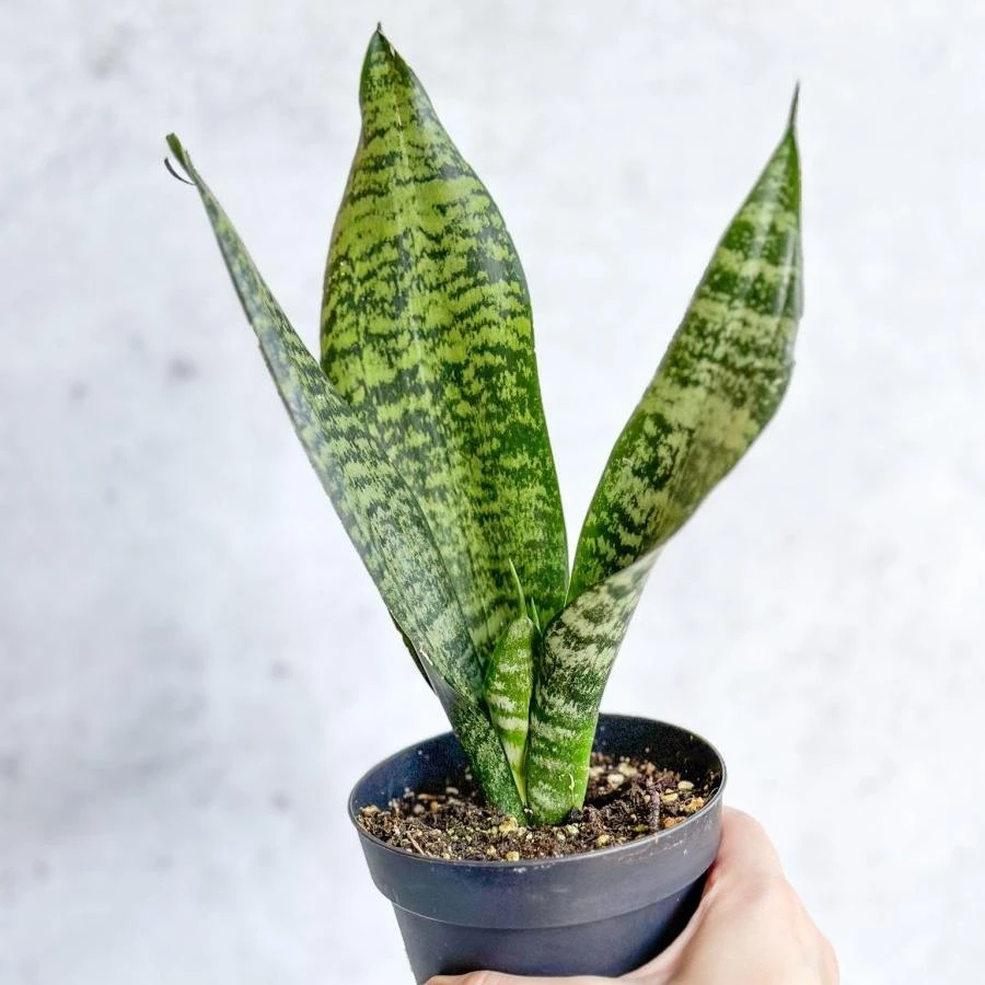 Sansevieria Trifasciata ‘Black Coral Snake Plant' - Various Sizes - Image 8