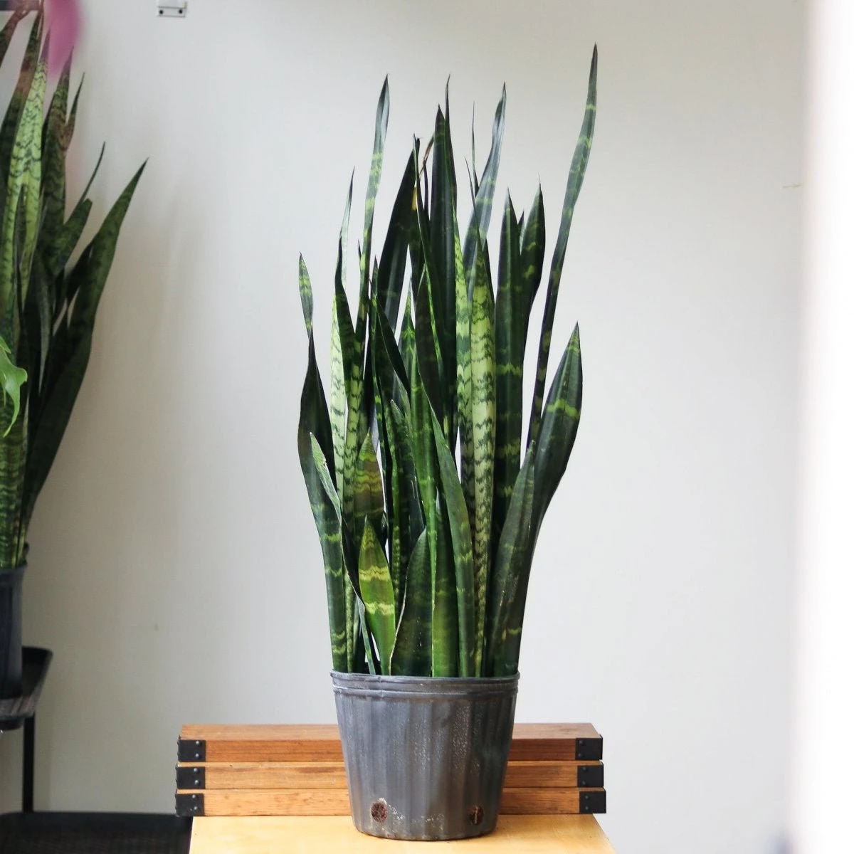 Sansevieria Trifasciata ‘Black Coral Snake Plant' - Various Sizes - Image 5