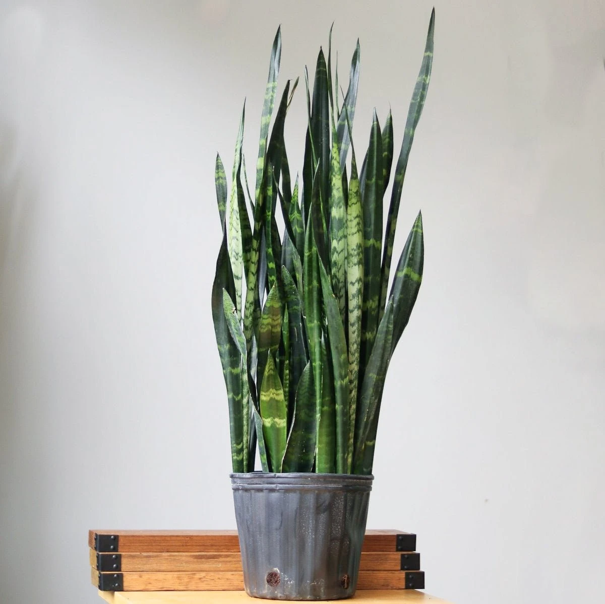 Sansevieria Trifasciata ‘Black Coral Snake Plant' - Various Sizes - Image 3