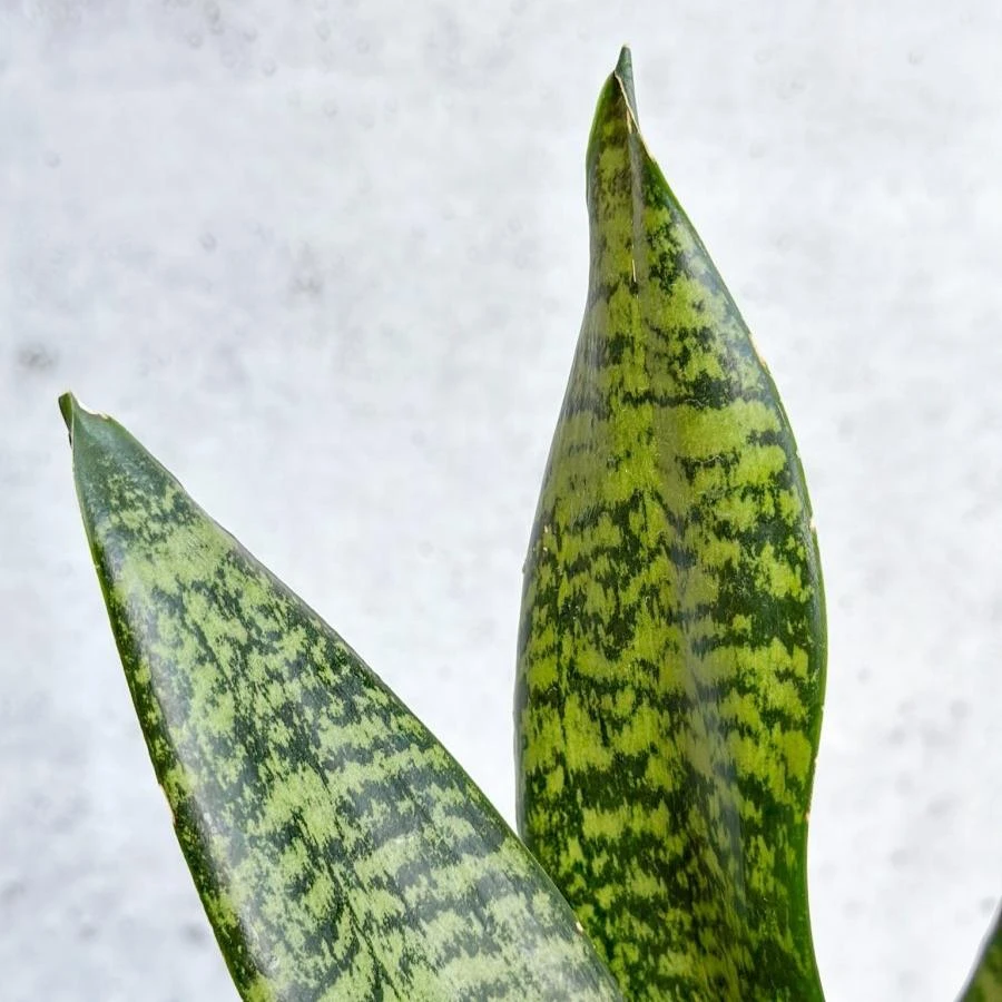 Sansevieria Trifasciata ‘Black Coral Snake Plant' - Various Sizes - Image 9