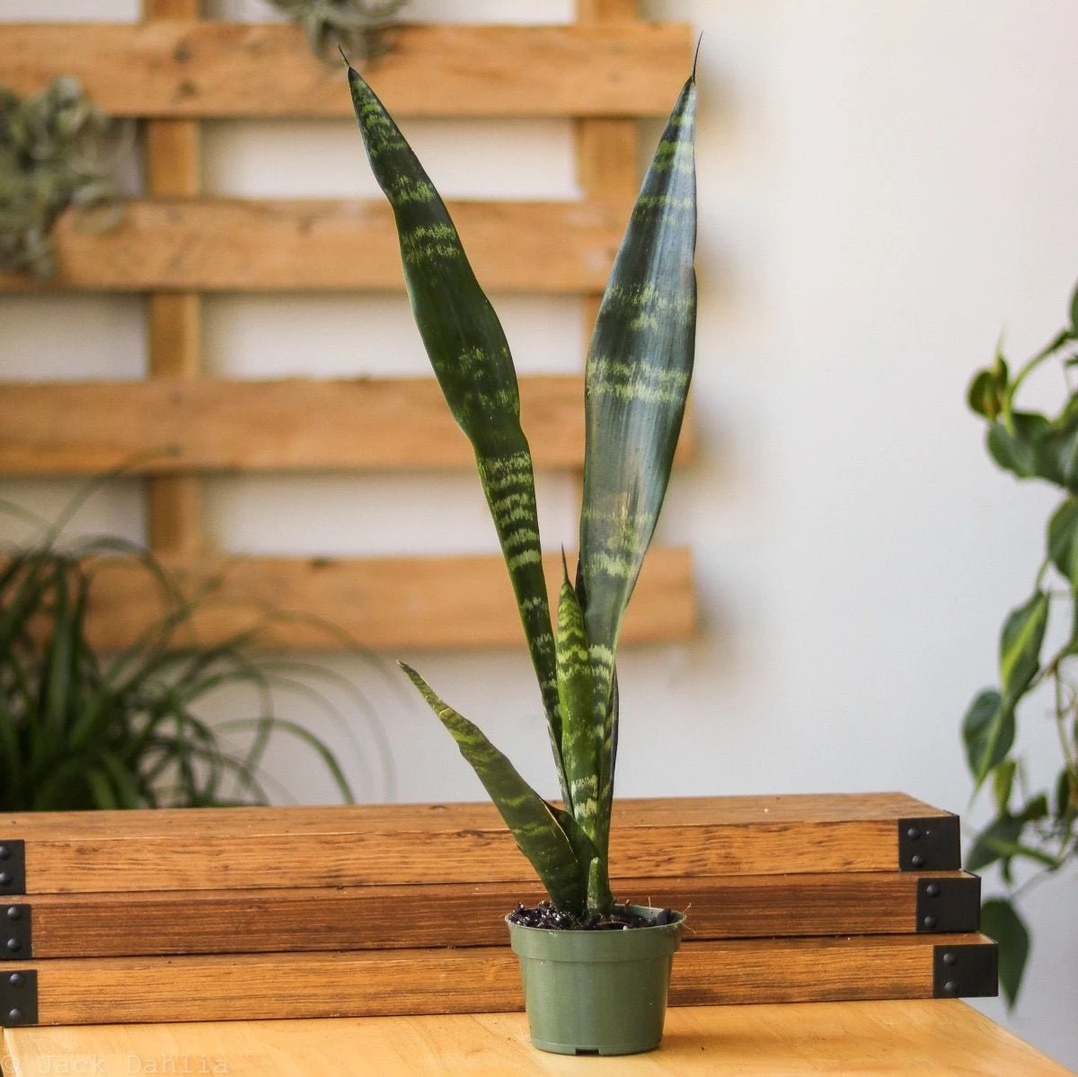 Sansevieria Trifasciata ‘Black Coral Snake Plant' - Various Sizes - Image 10