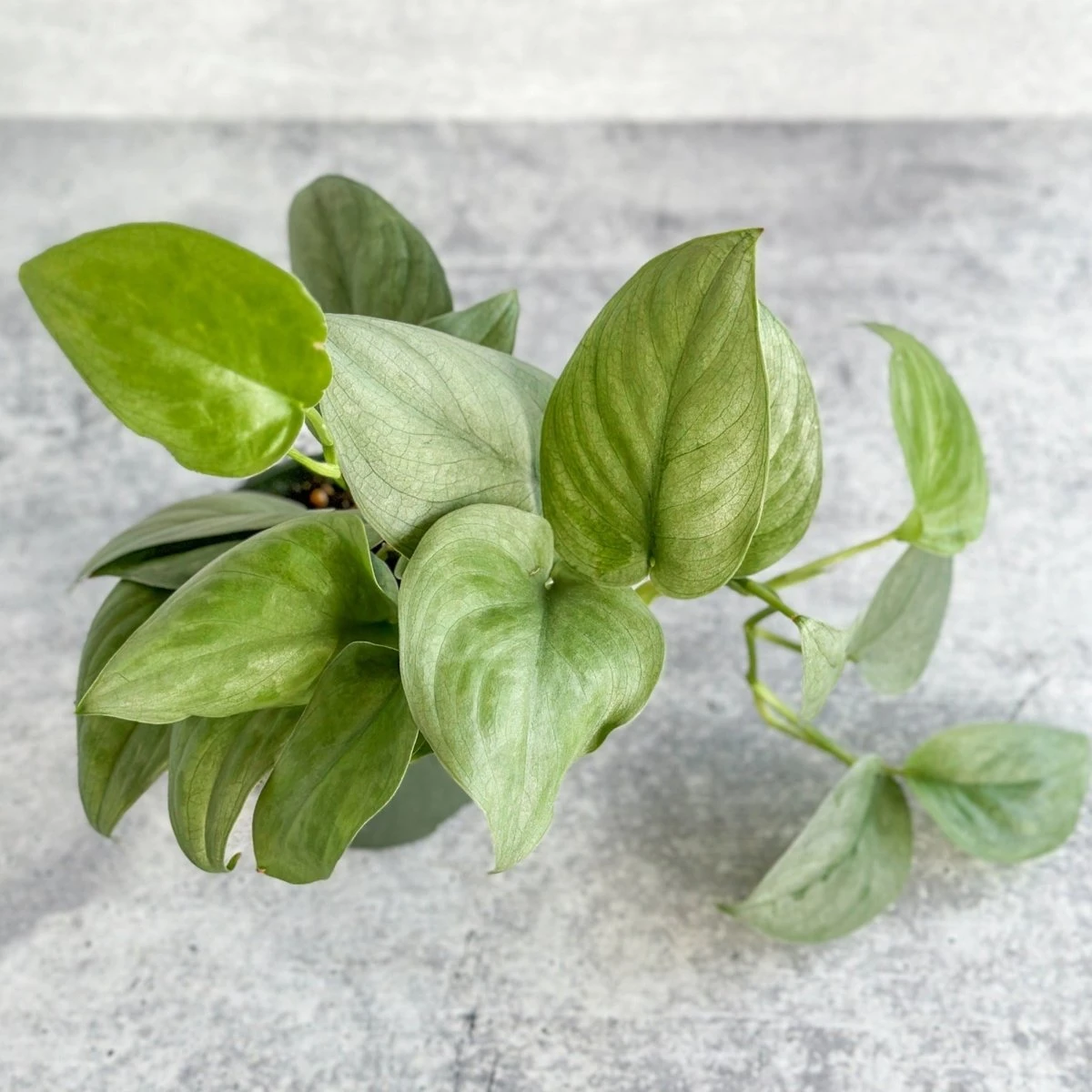 Scindapsus Pictus 'Silver Hero' - Image 2