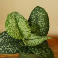 Scindapsus Pictus 'Silver Splash' Hanging Basket