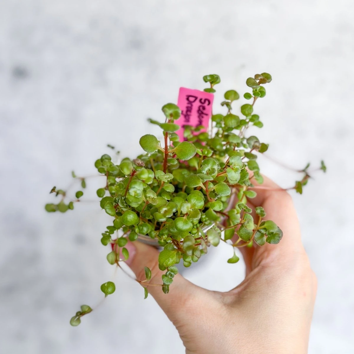 Sedum Spuricum - Dragons Blood Sedum - Image 2