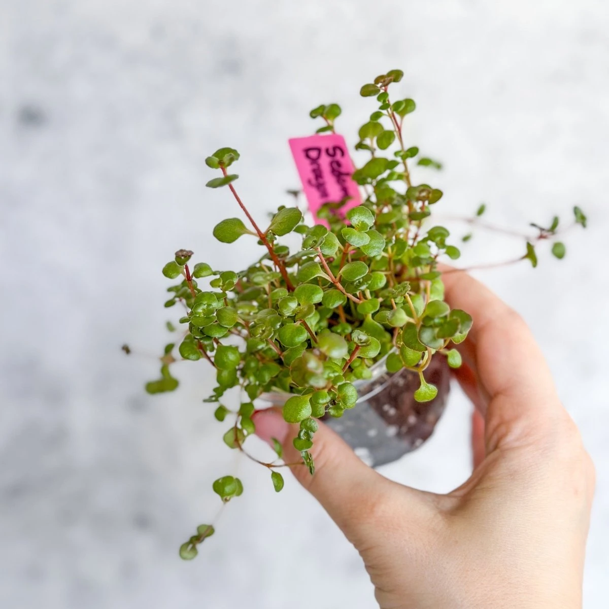 Sedum Spuricum - Dragons Blood Sedum - Image 3