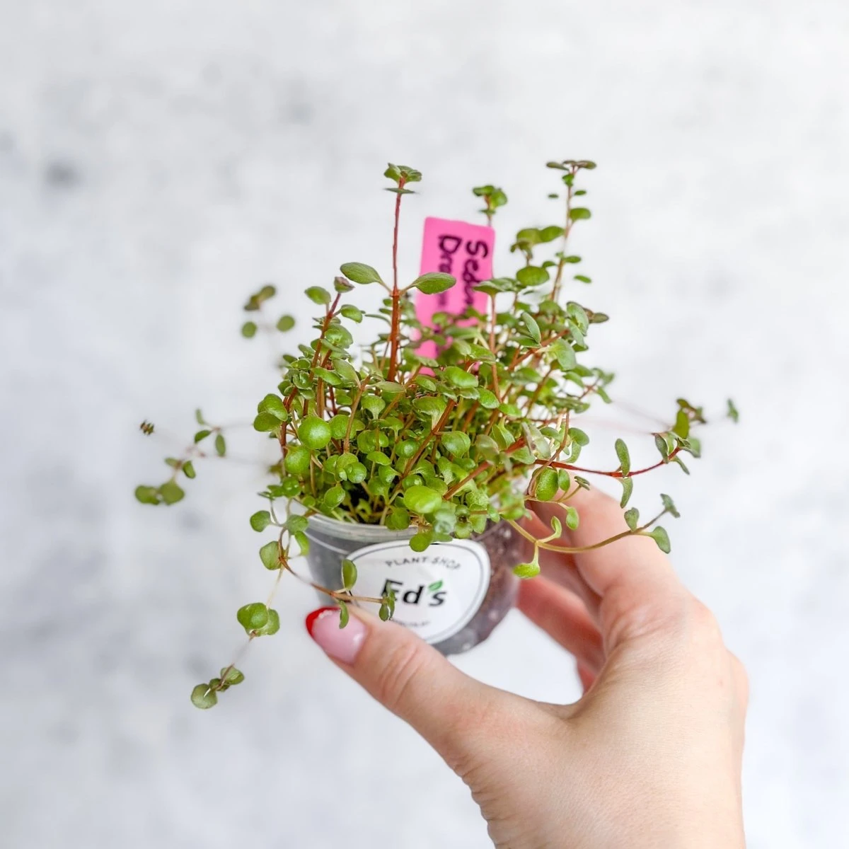 Sedum Spuricum - Dragons Blood Sedum - Image 5