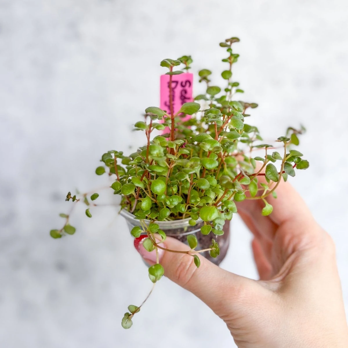 Sedum Spuricum - Dragons Blood Sedum - Image 4