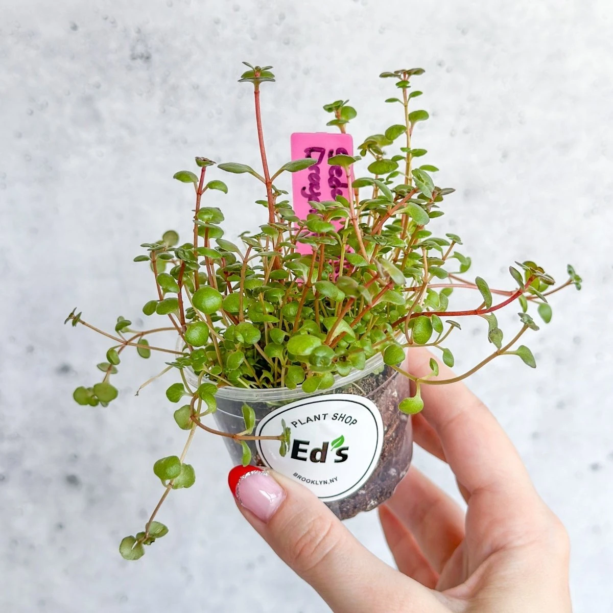 Sedum Spuricum - Dragons Blood Sedum