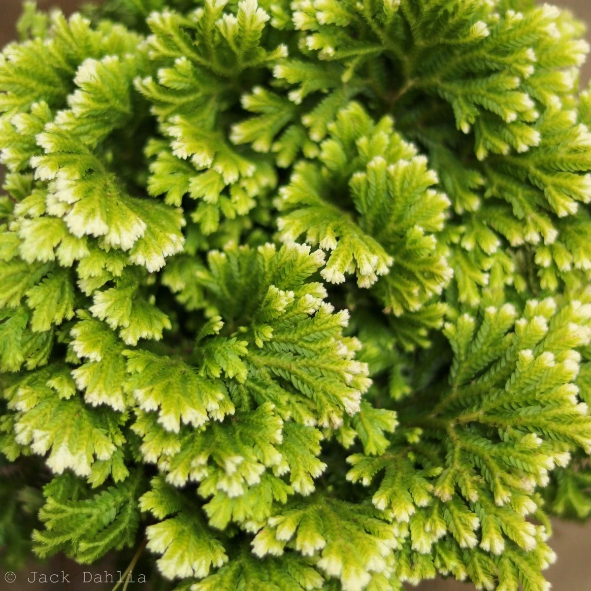 Selaginella Kraussiana 'Frosty Fern' - Image 6
