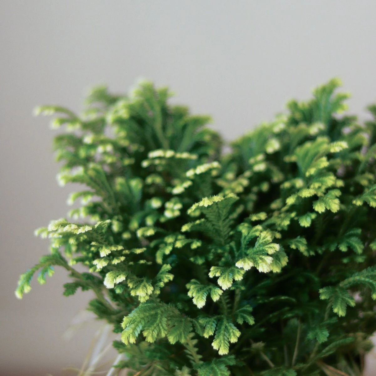 Selaginella Kraussiana 'Frosty Fern' - Image 3