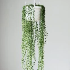 Senecio Rowleyanus 'String Of Pearls' - Hanging Basket