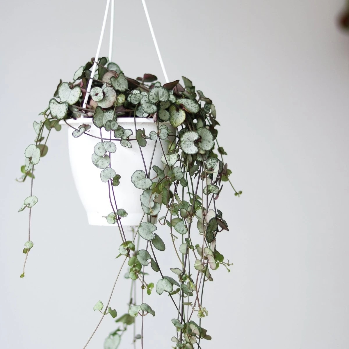 Silver Glory String Of Hearts - Ceropegia Linearis Woodii